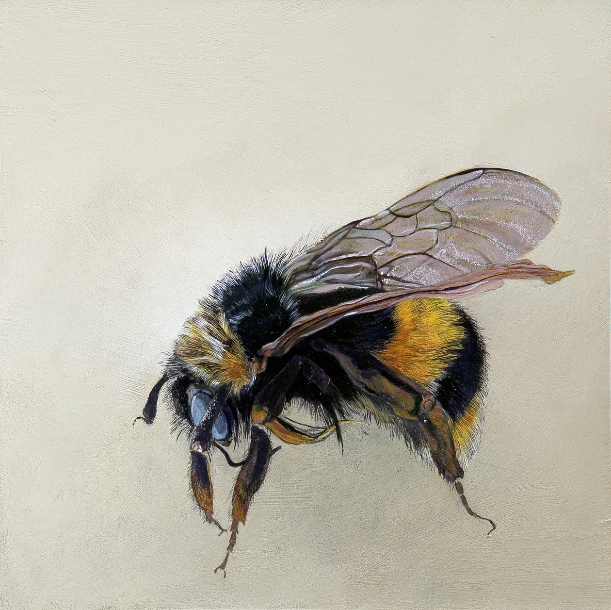 Bombus terrestris 1 (b), 2008 (akril, fa) alkotó: Odile Kidd