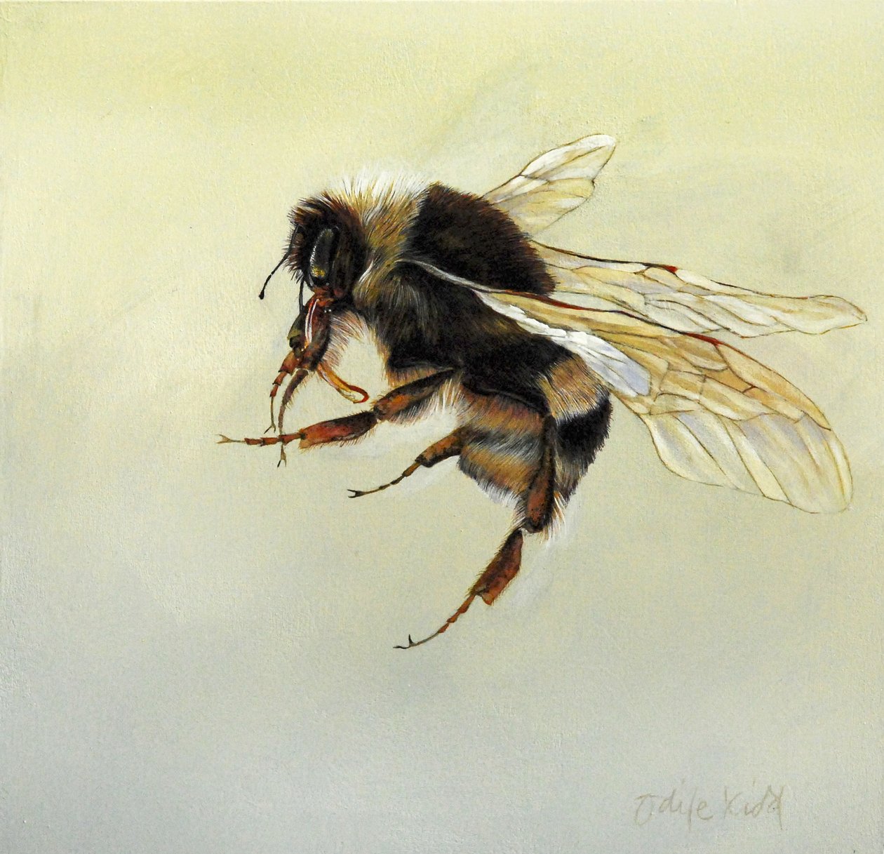 Bombus terrestris 4, 2011 (akril, fa) alkotó: Odile Kidd