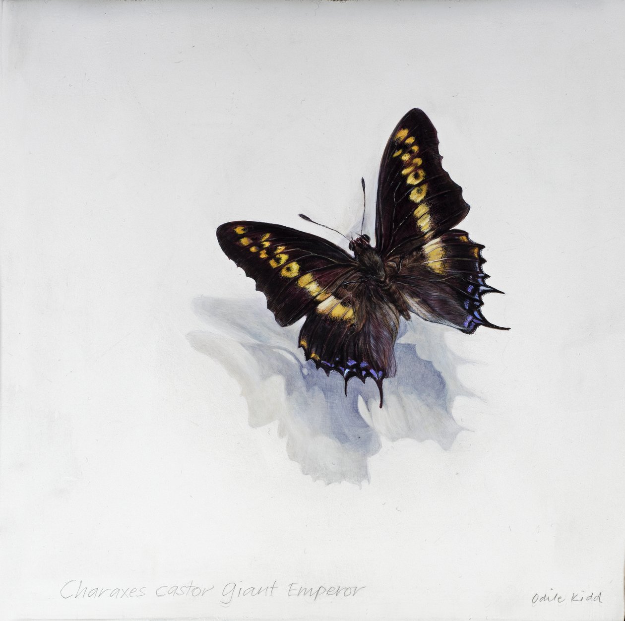 Charaxes castor, óriás császár, 2014 (akril, gipszelt fára) alkotó: Odile Kidd