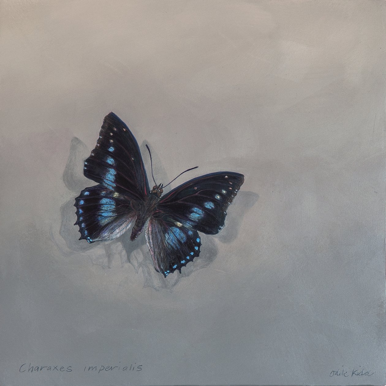 Charaxes imperialis 1 (a), 2014 (akril, fa) alkotó: Odile Kidd