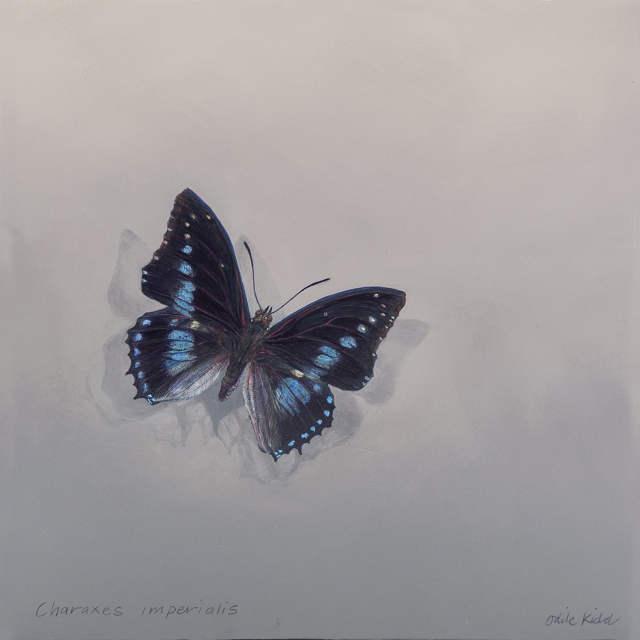 Charaxes imperialis 1 (b), 2014 (akril, fa) alkotó: Odile Kidd