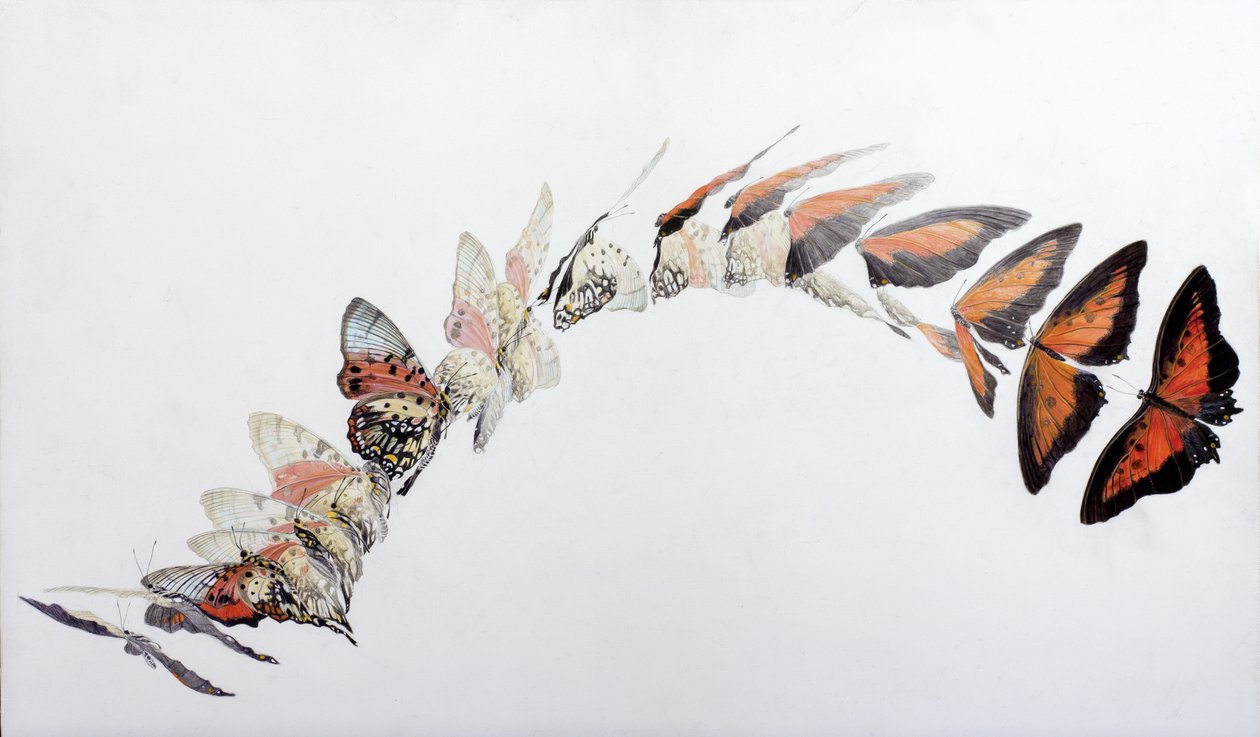 Charaxes zingha repülésminta, 2016 (akril, gipszelt fára) alkotó: Odile Kidd