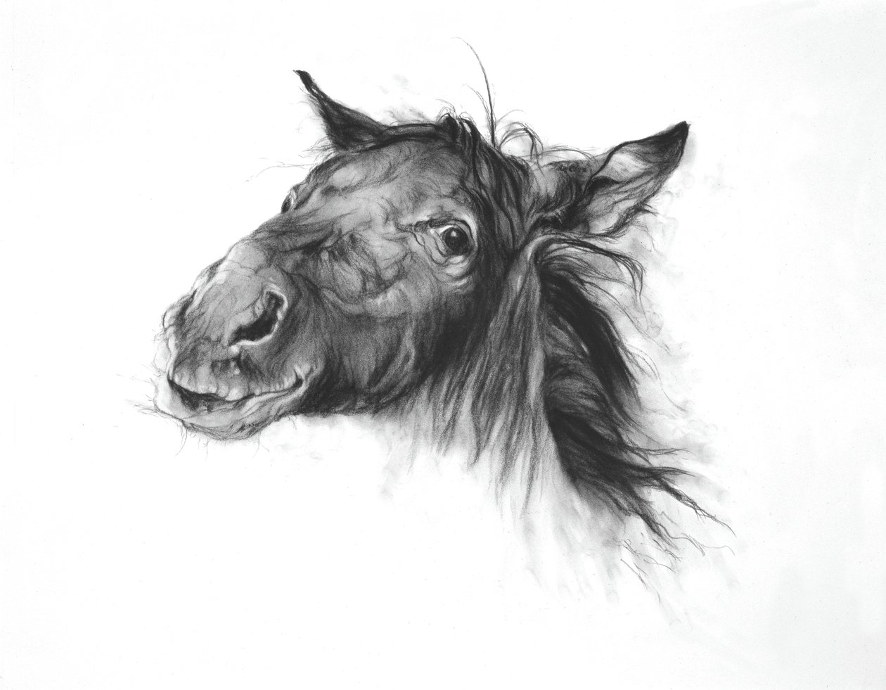 Colt, 2002 (szén, Fabriano papír) alkotó: Odile Kidd