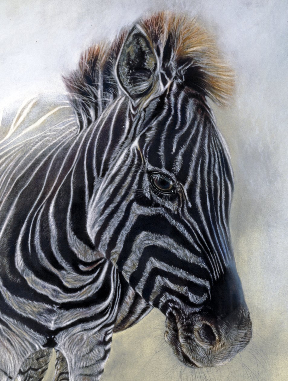 Equus burchelli 1 (részlet), 2009 (szén, konteó és krétapasztell Bockingford papírra) alkotó: Odile Kidd