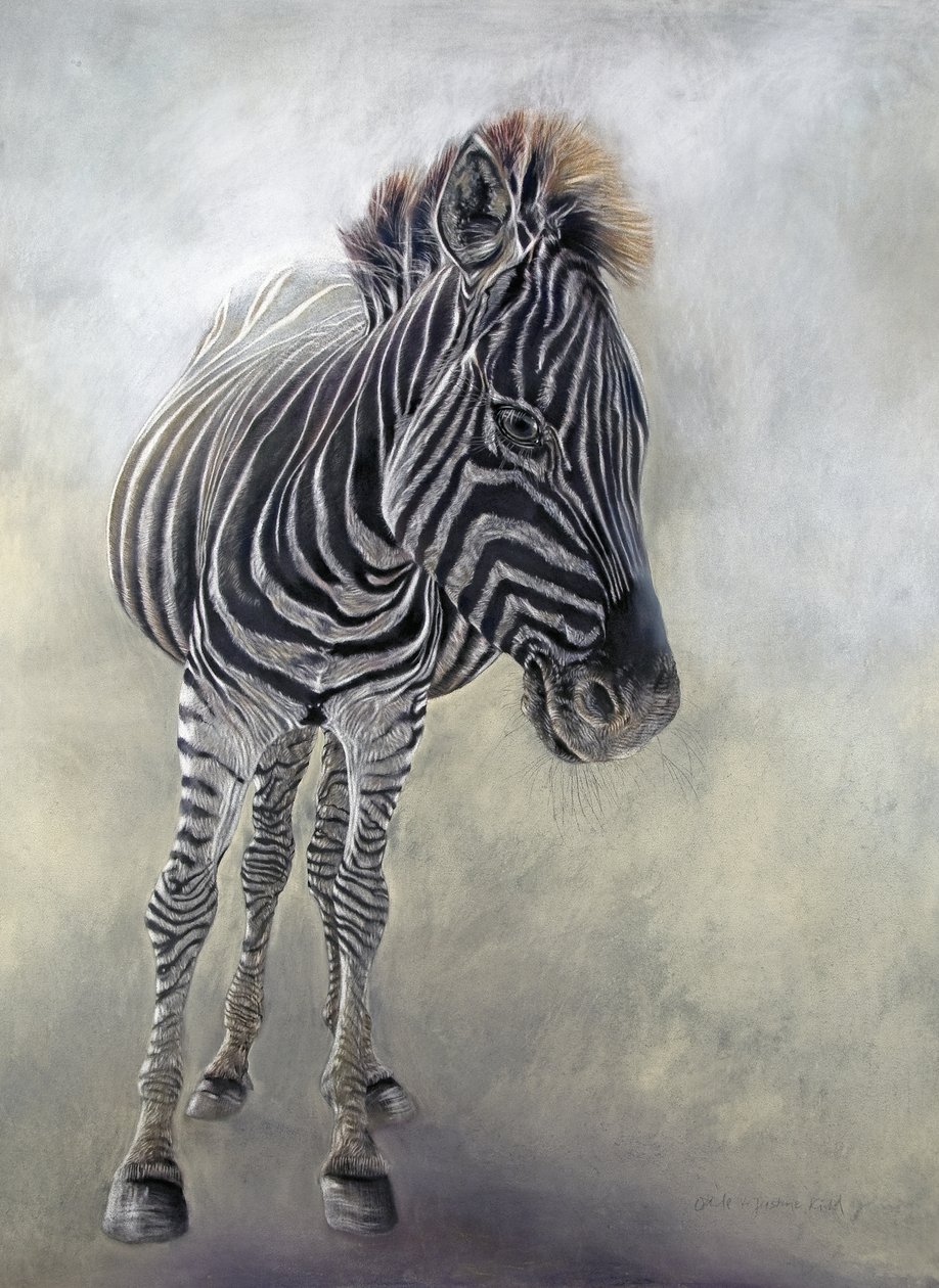 Equus burchelli 1, 2009 (szén, konteó és krétapasztell Bockingford papírra) alkotó: Odile Kidd