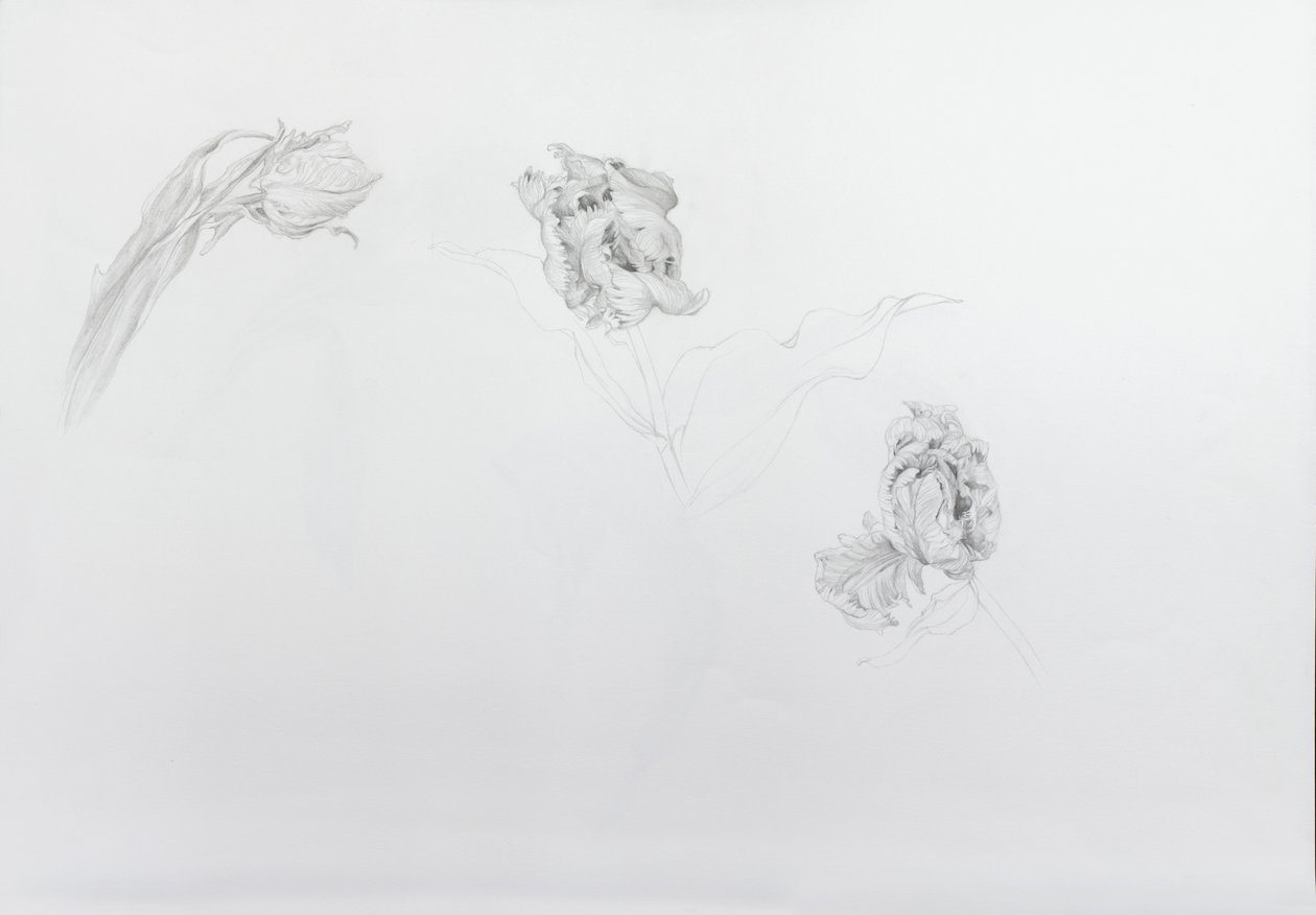 Estella rijnveld 1, 2013 (ceruza kartonpapírra) alkotó: Odile Kidd