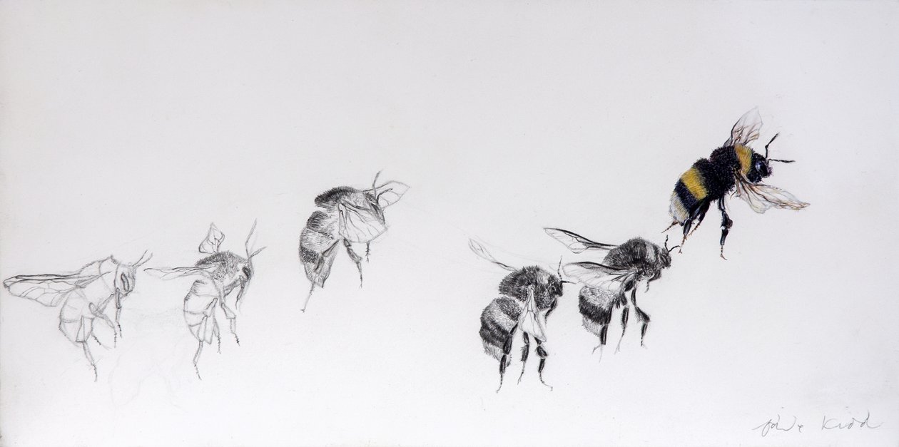Flight pattern, 2014 (ceruza, akril, gesszált fára) alkotó: Odile Kidd