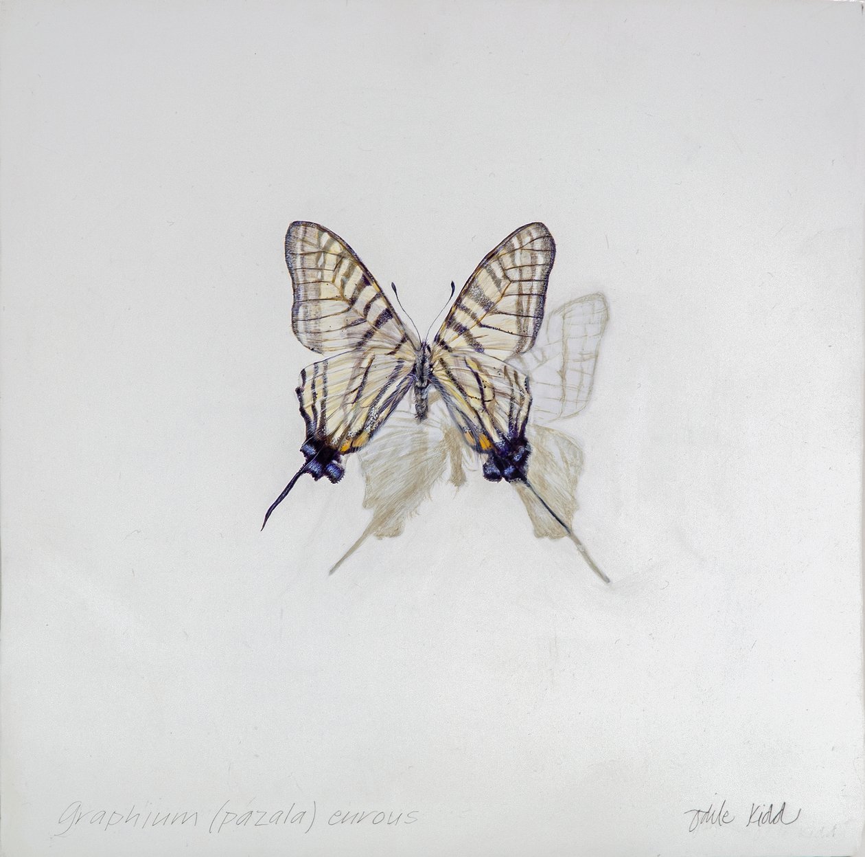 Graphium (Pazala) eurosus, 2014 (akril, gézezett fára) alkotó: Odile Kidd
