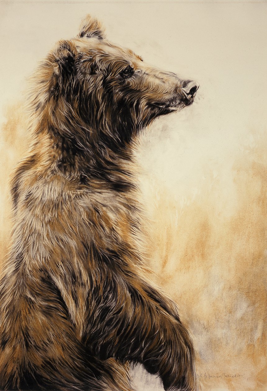Grizzly Bear 2, 2002 (szénceruza, szén és kréta) alkotó: Odile Kidd