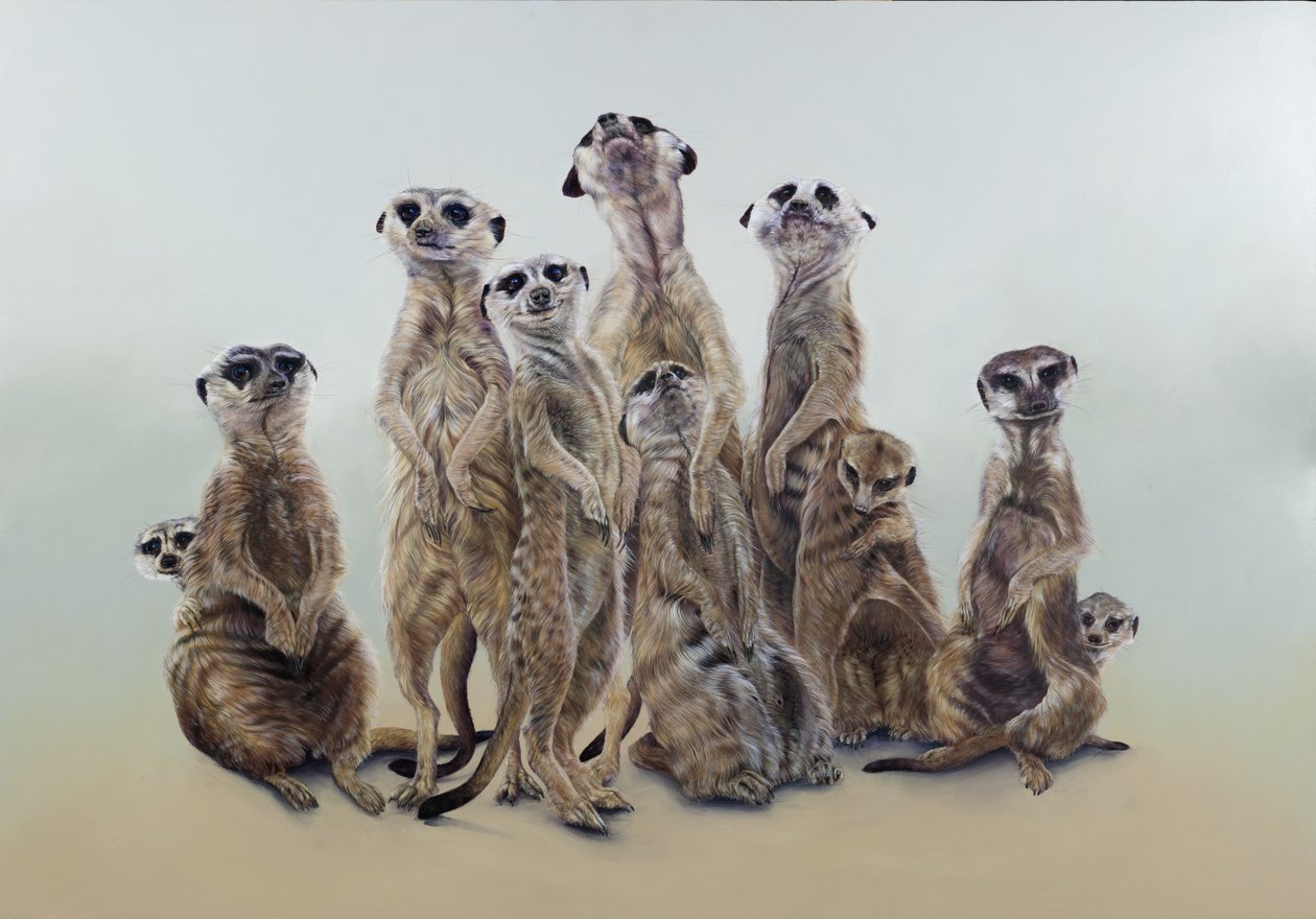Meerkat mob, napangyalok, 2013 (akril, gézezett fára) alkotó: Odile Kidd