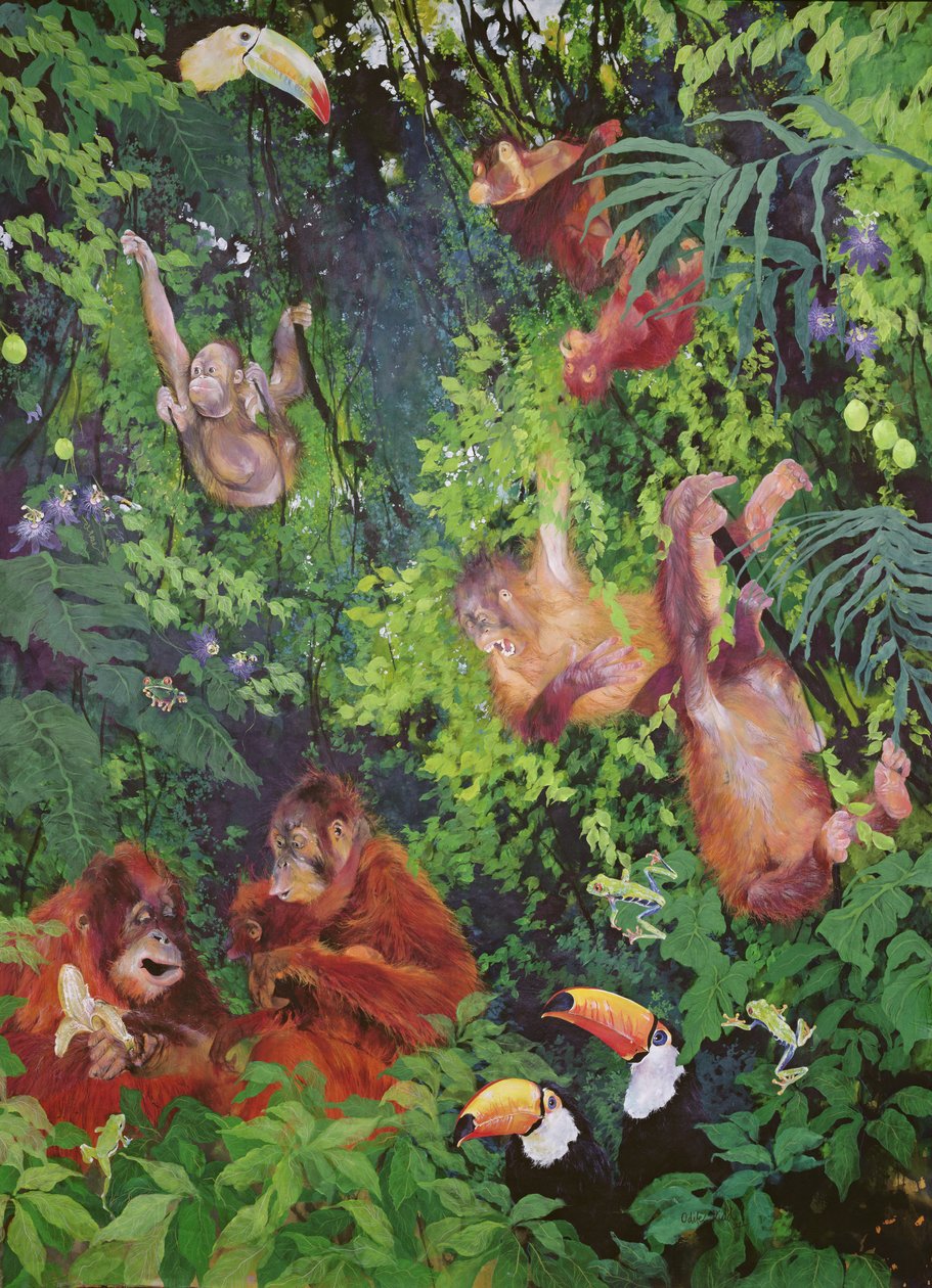 Orangutánok és tukánok alkotó: Odile Kidd
