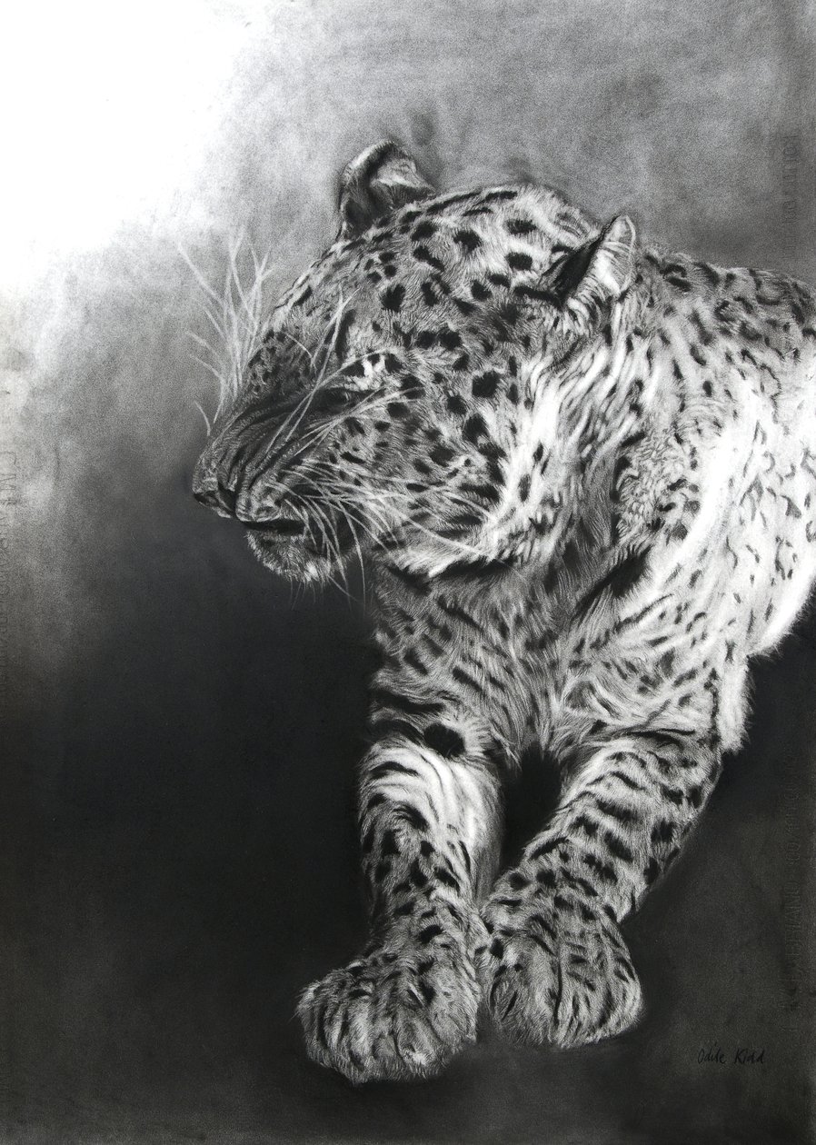 Panthera pardus 2, 2009 (szén és konténer, Fabriano papírra) alkotó: Odile Kidd
