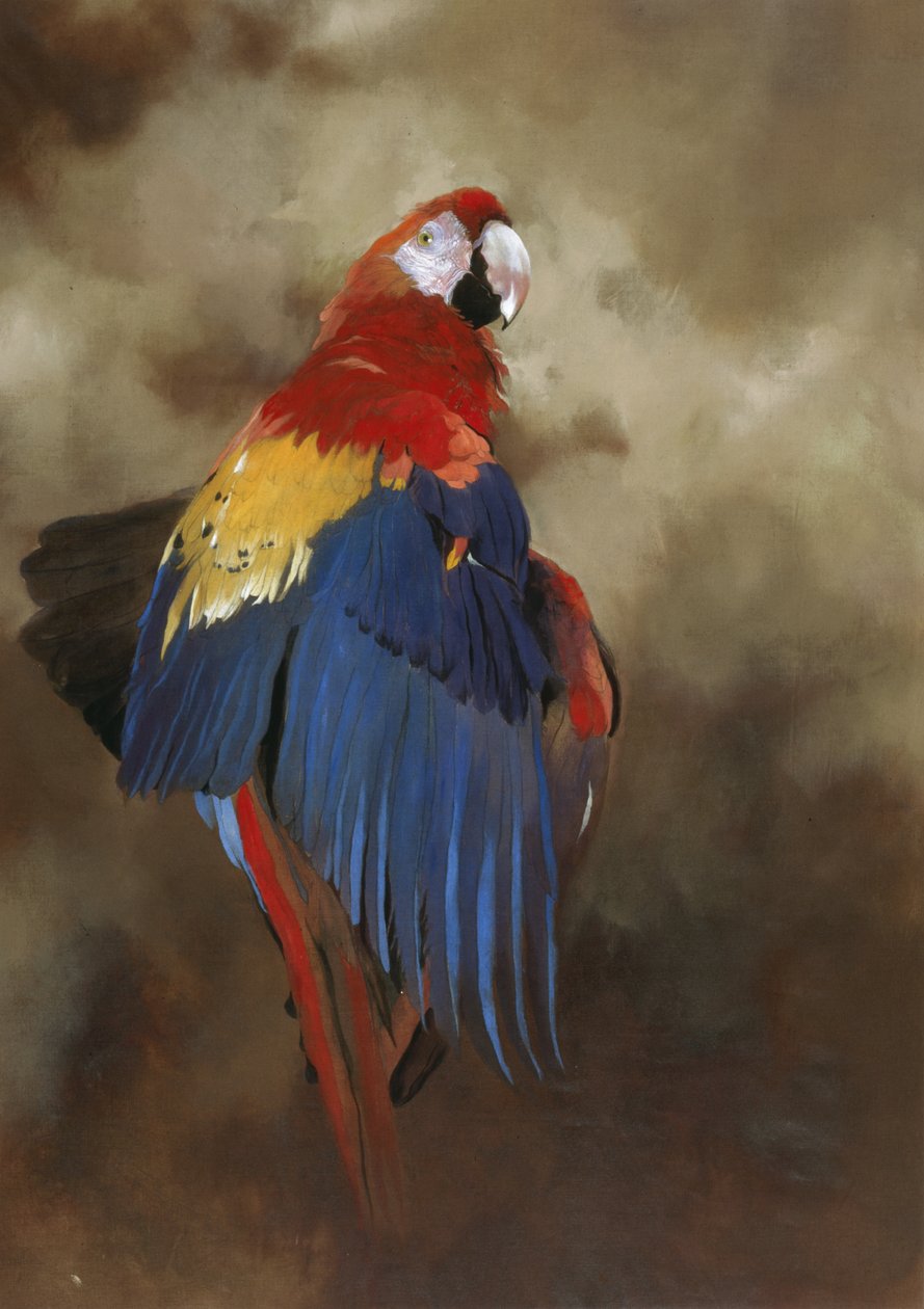 Scarlet Macaw 1, 2000 (akril, vászon) alkotó: Odile Kidd