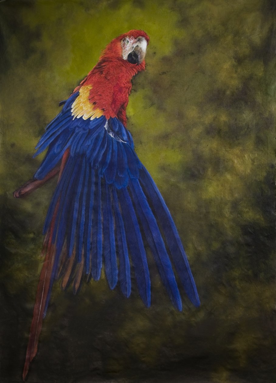 Scarlet macaw 2, 2009 (akril, vászon) alkotó: Odile Kidd