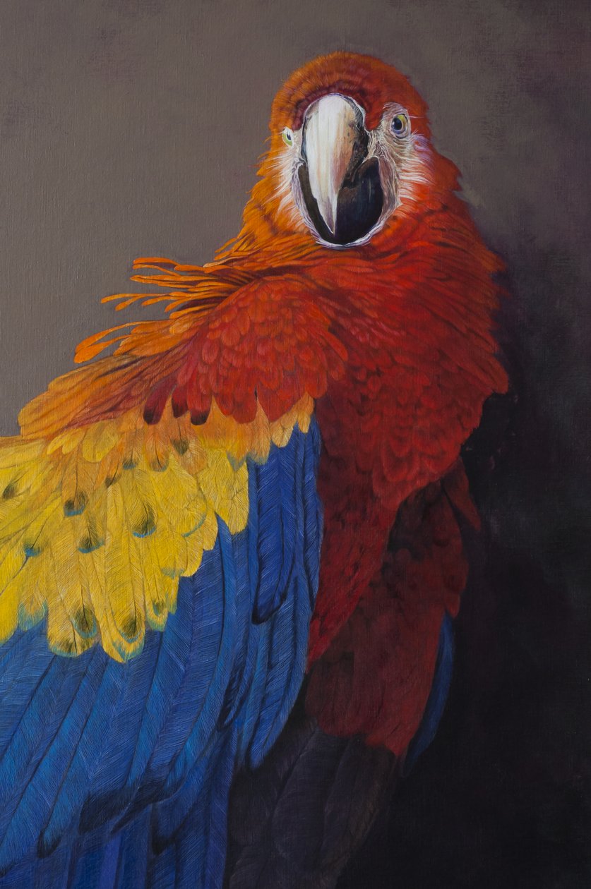 Scarlet macaw 3 (részlet), 2014 (akril, vászon) alkotó: Odile Kidd