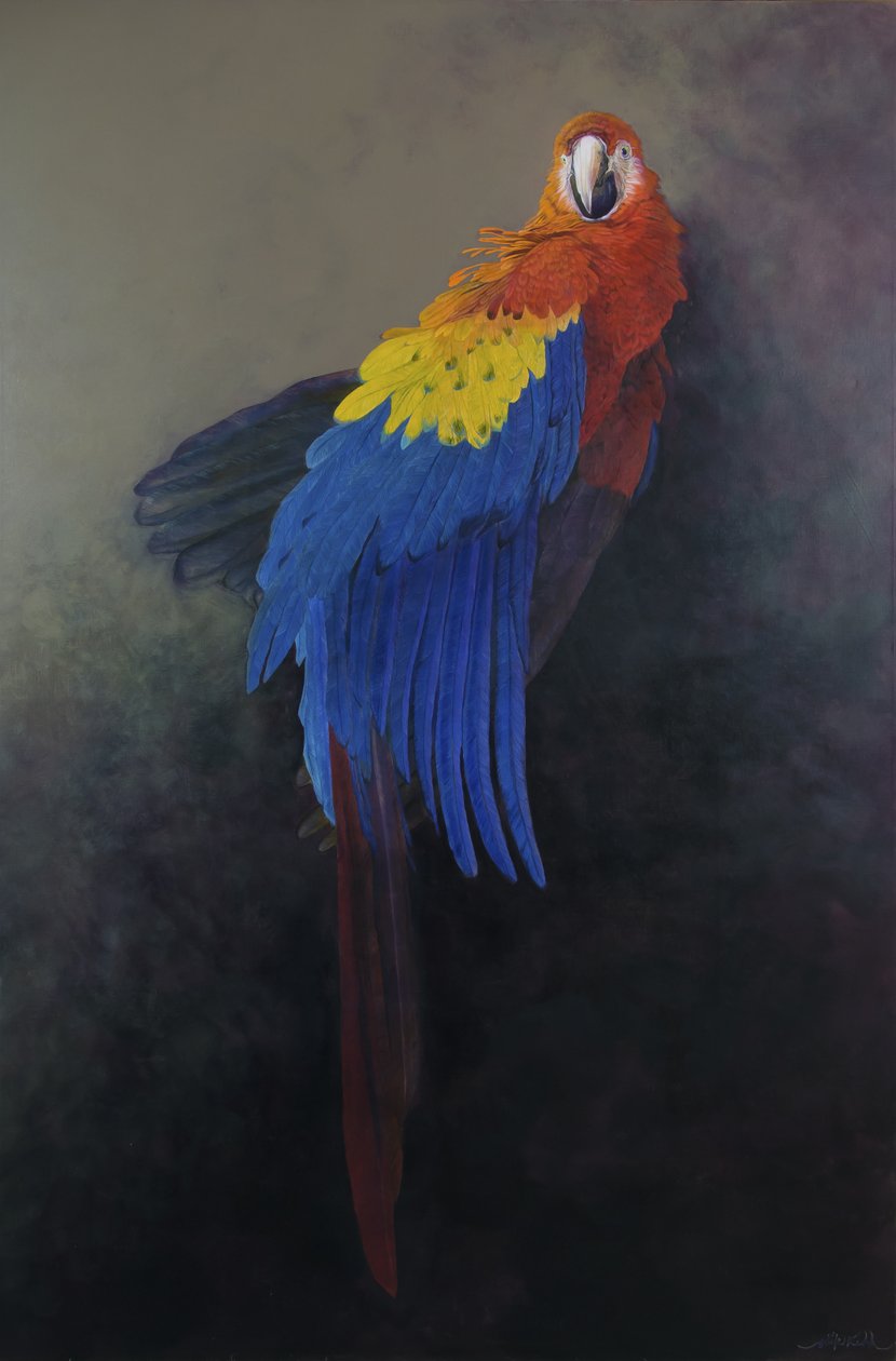 Scarlet macaw 3, 2014 (akril, vászon) alkotó: Odile Kidd