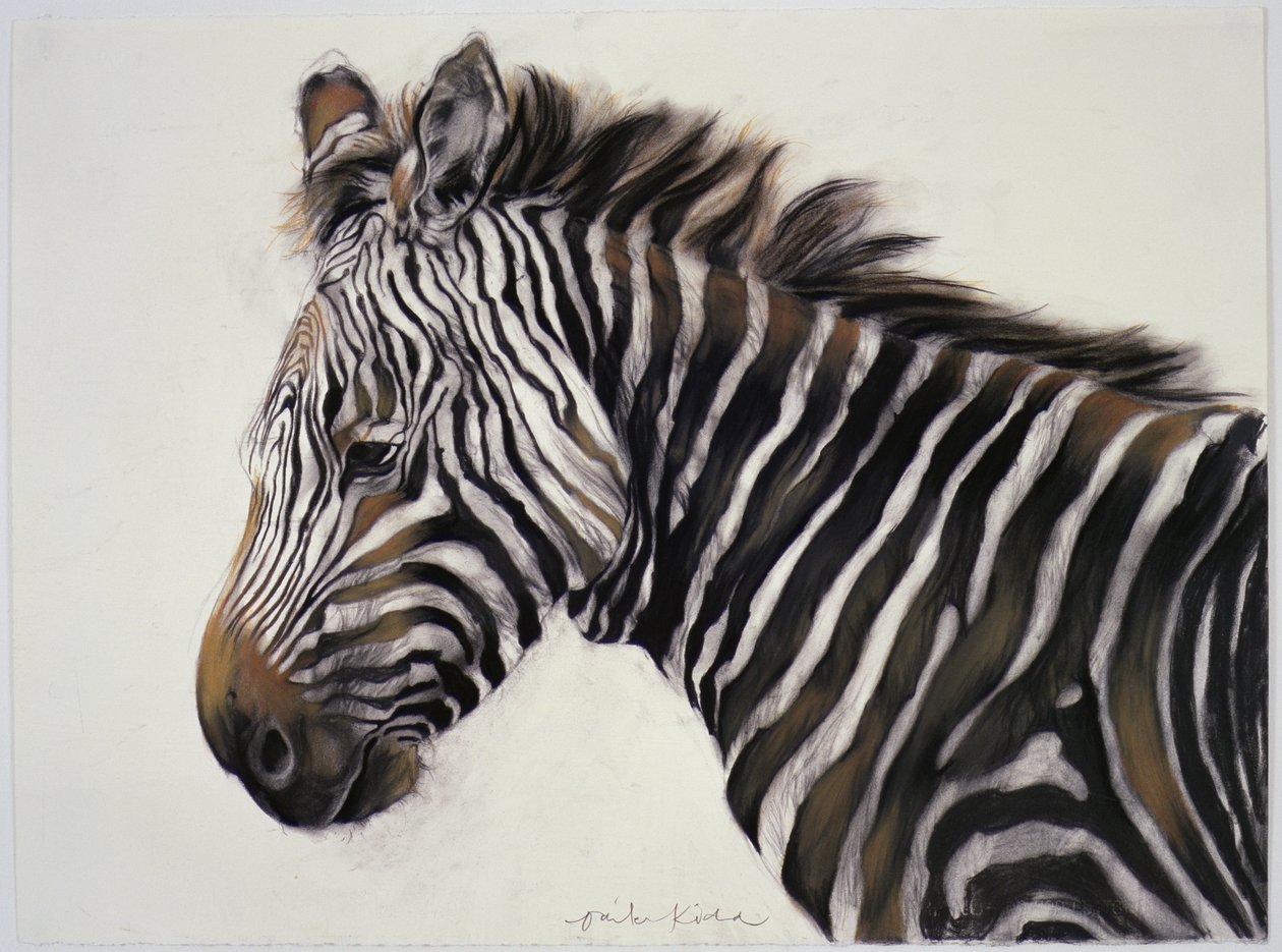 Zebra, 2002 (szén és kréta) alkotó: Odile Kidd