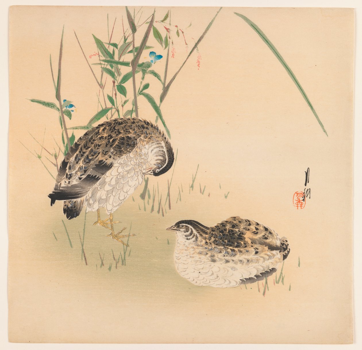 Két fürj, 1890-1910 körül (fatömb színes nyomat) alkotó: Ogata Gekko