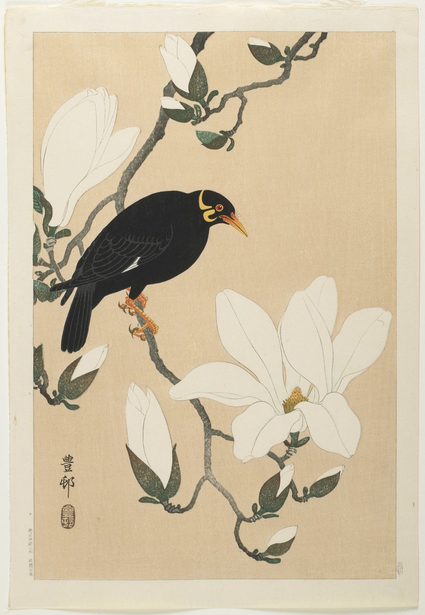 Myna domb egy magnóliaágon, a XX. század közepe alkotó: Ohara Koson