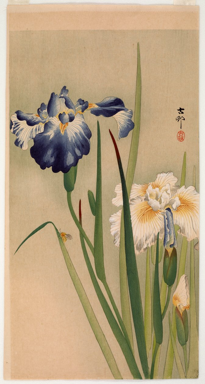 Kis rovar a virágzó íriszeken (színes fanyomat) alkotó: Ohara Koson