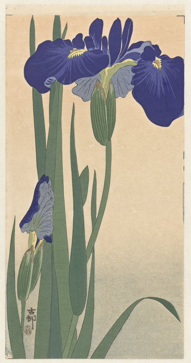 Kék íriszek, 1900-30 (fanyomat) alkotó: Ohara Koson