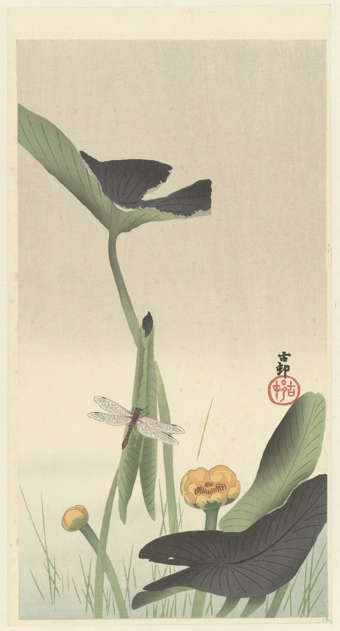 Szitakötő és lótuszvirág, 1900-30 körül (színes fametszet) alkotó: Ohara Koson