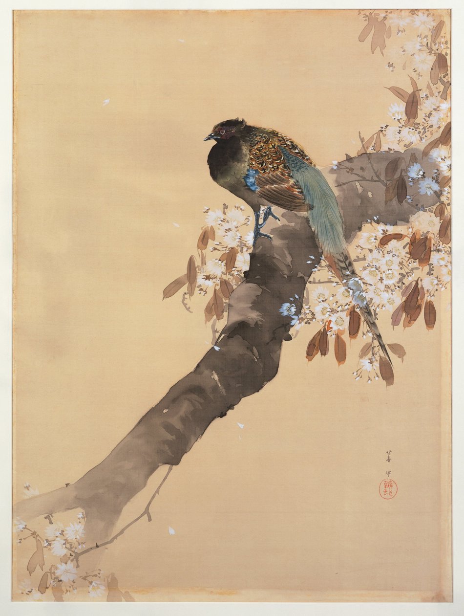 Fácán cseresznyevirág ágon alkotó: Ohara Koson