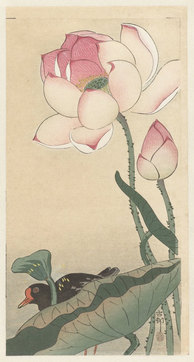 Gallinule lótuszvirággal alkotó: Ohara Koson