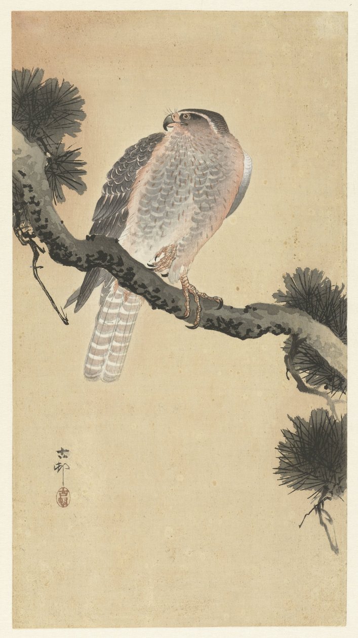 Sólyom a fenyő ágán alkotó: Ohara Koson