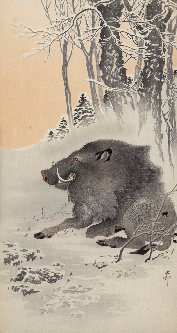 Fekvő vaddisznó hóval borított tájon (színes fatömb nyomat) alkotó: Ohara Koson
