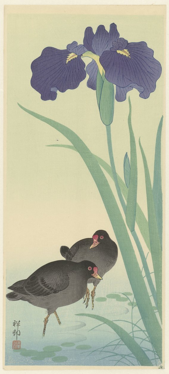 Moorhens és írisz. alkotó: Ohara Koson