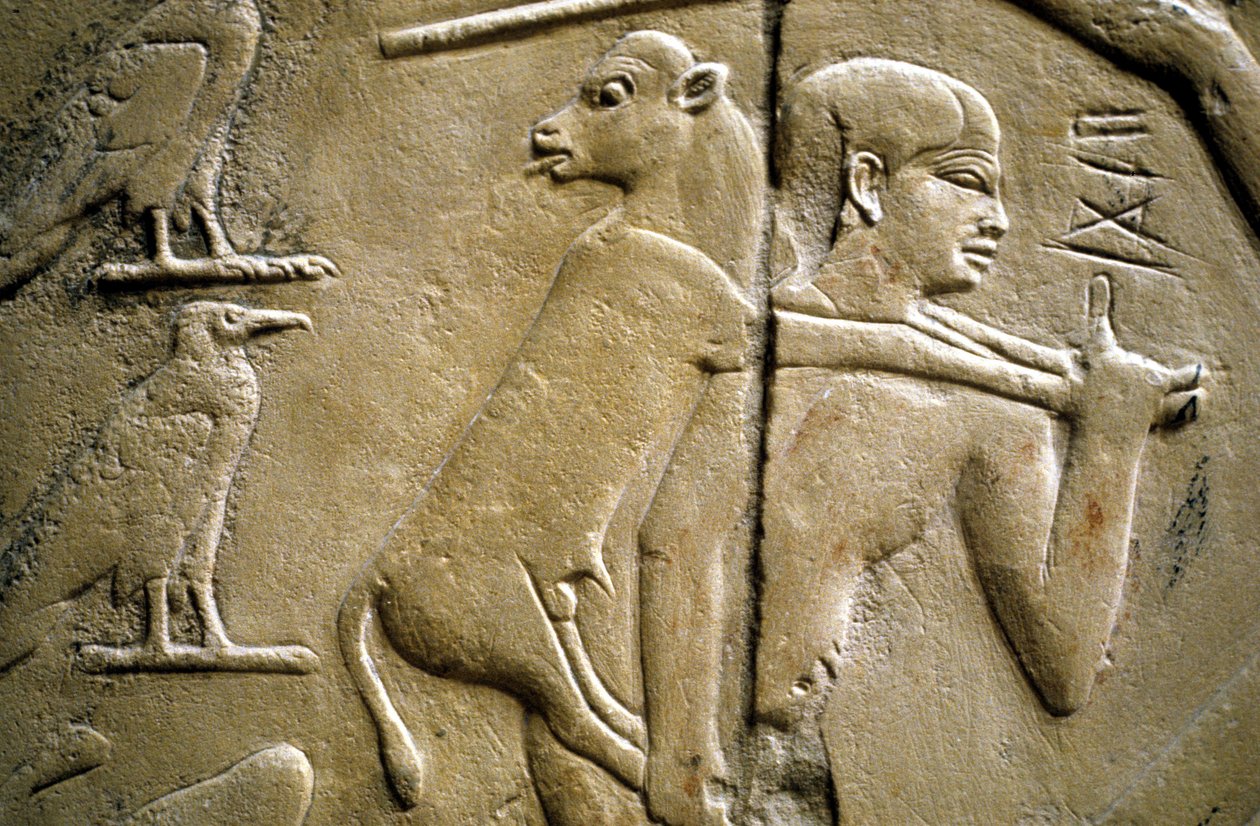 Egy áldozati állatot hordozó férfit ábrázoló dombormű részlete alkotó: Old Kingdom Egyptian