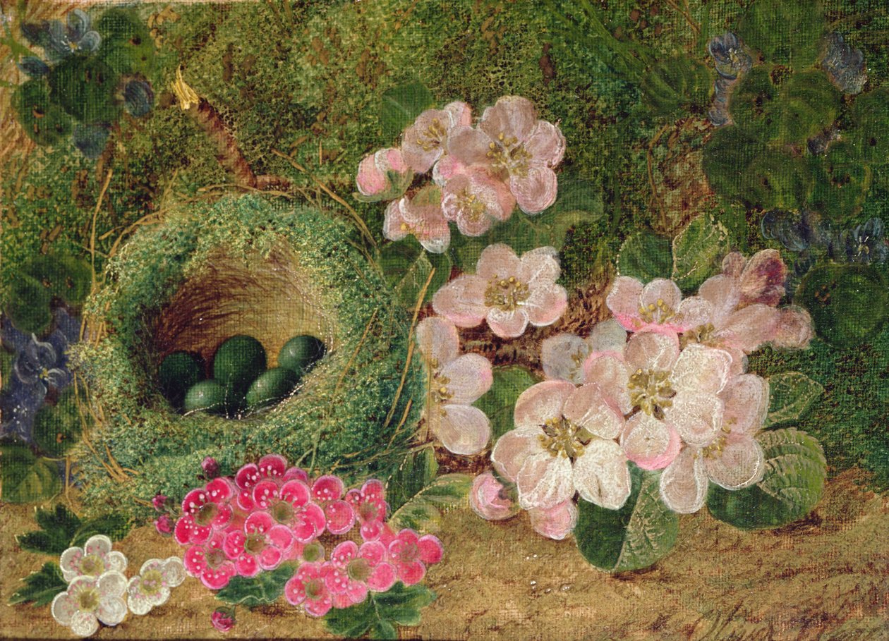 Primula egy madárfészek mellett alkotó: Oliver Clare