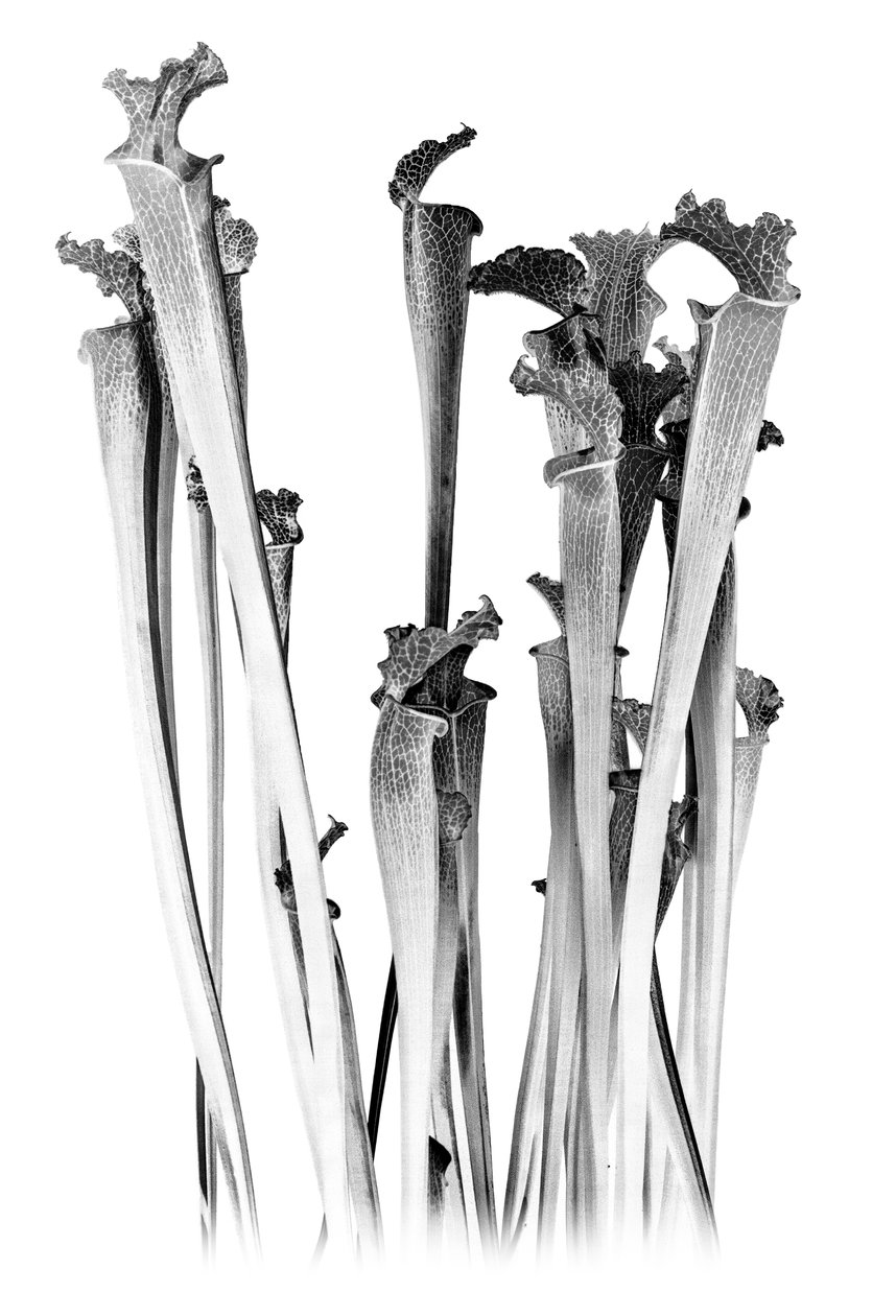 Carnivorous, 2020 (digitális vegyes technika) alkotó: Olivia Gozzano