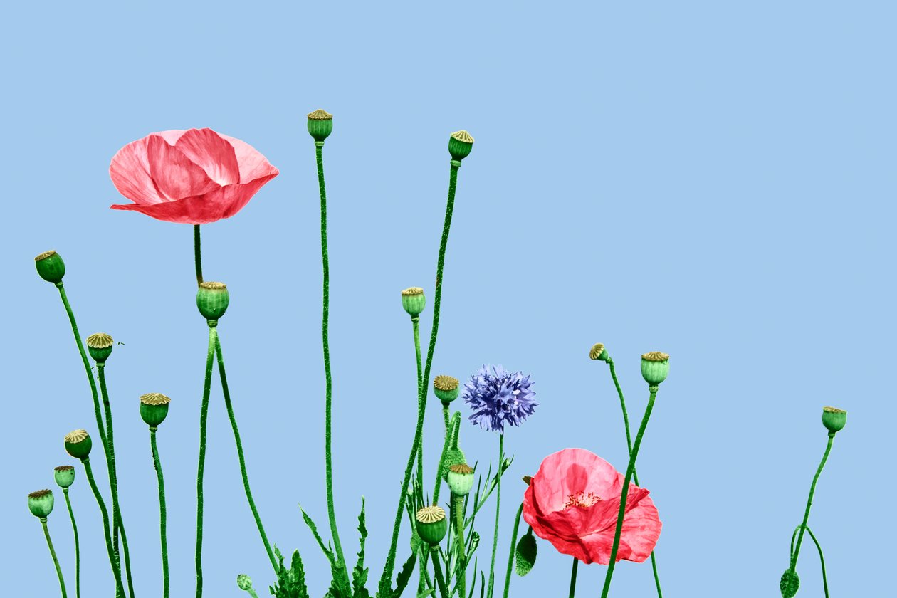 Papaveri rosa, 2019 (digitális vegyes technika) alkotó: Olivia Gozzano