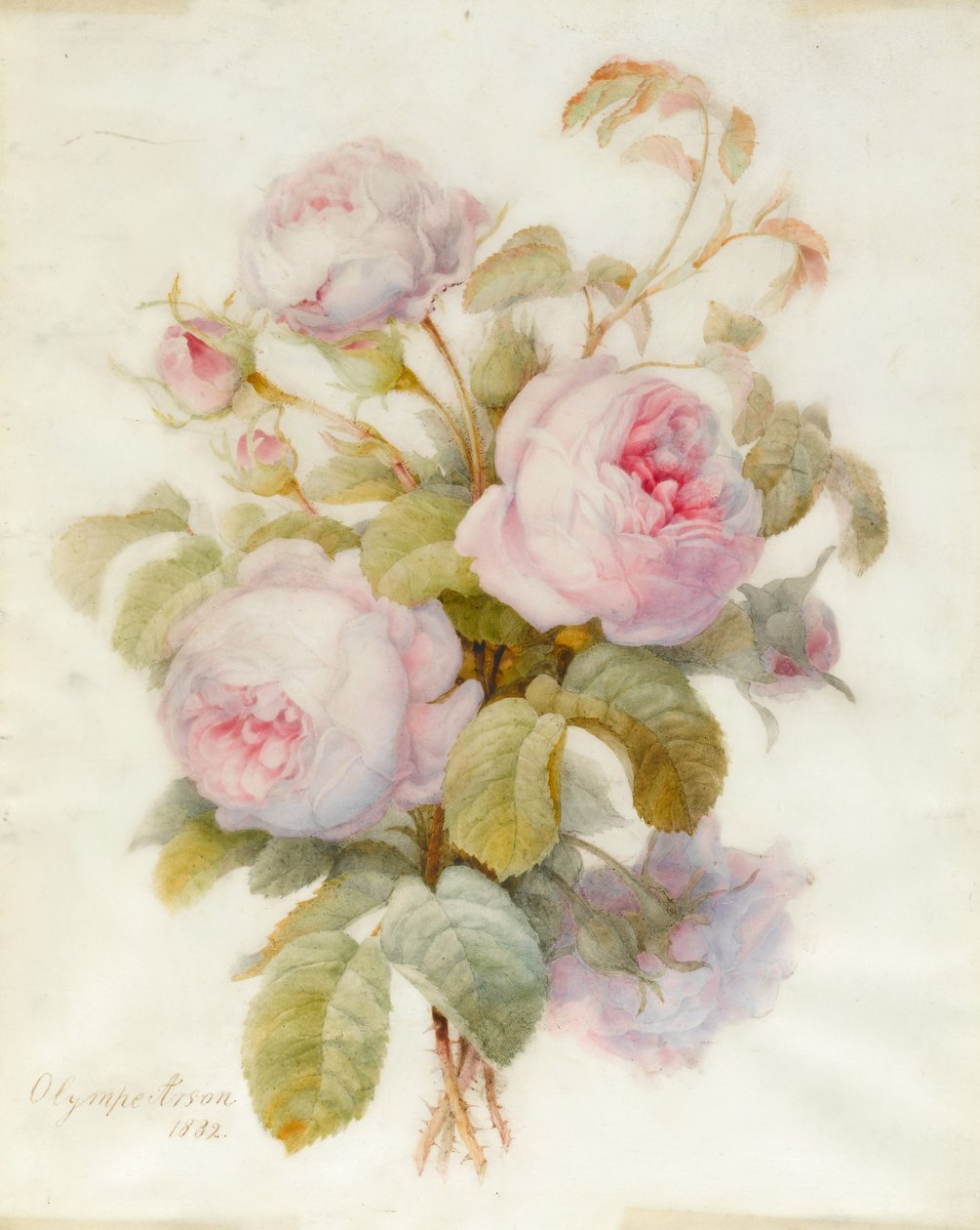 Centifolio rózsacsokor, 1832 (grafitrajz grafitvázlaton, pergamen) alkotó: Olympe Arson