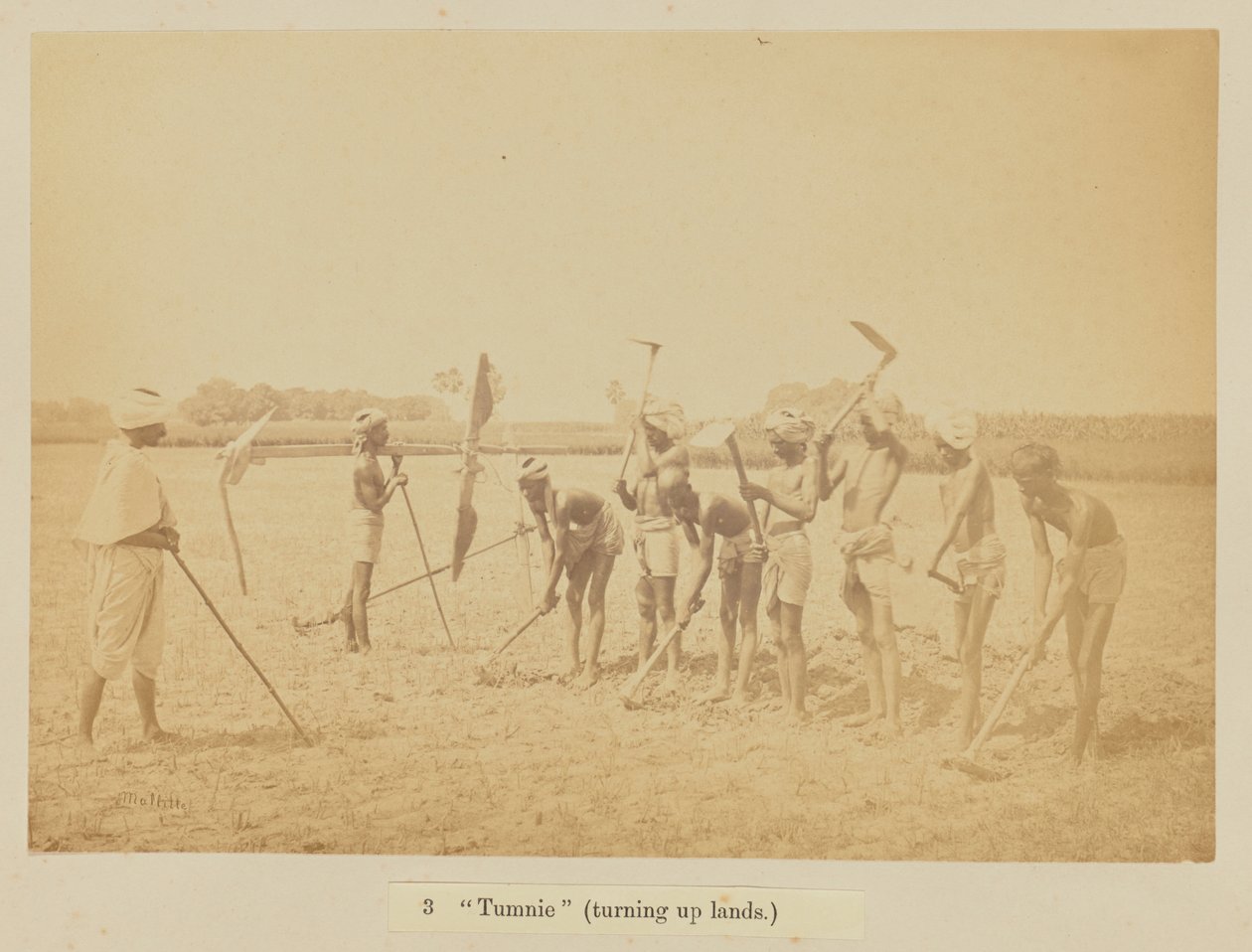 „Tumnie” (földeket forgat) alkotó: Oscar Jean Baptiste Mallitte