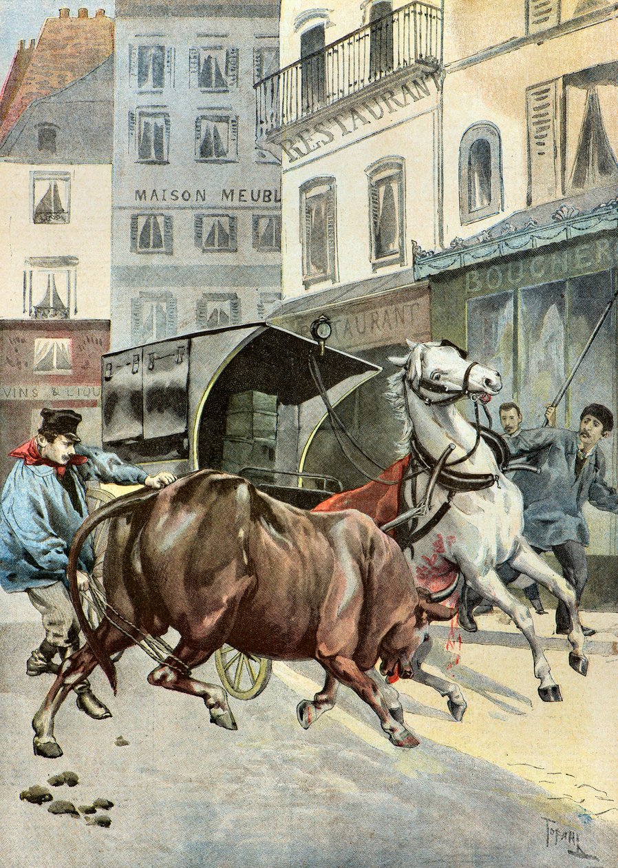 egy bika megszökik a gondozójától,1895 (Illusztráció) alkotó: Oswaldo Tofani