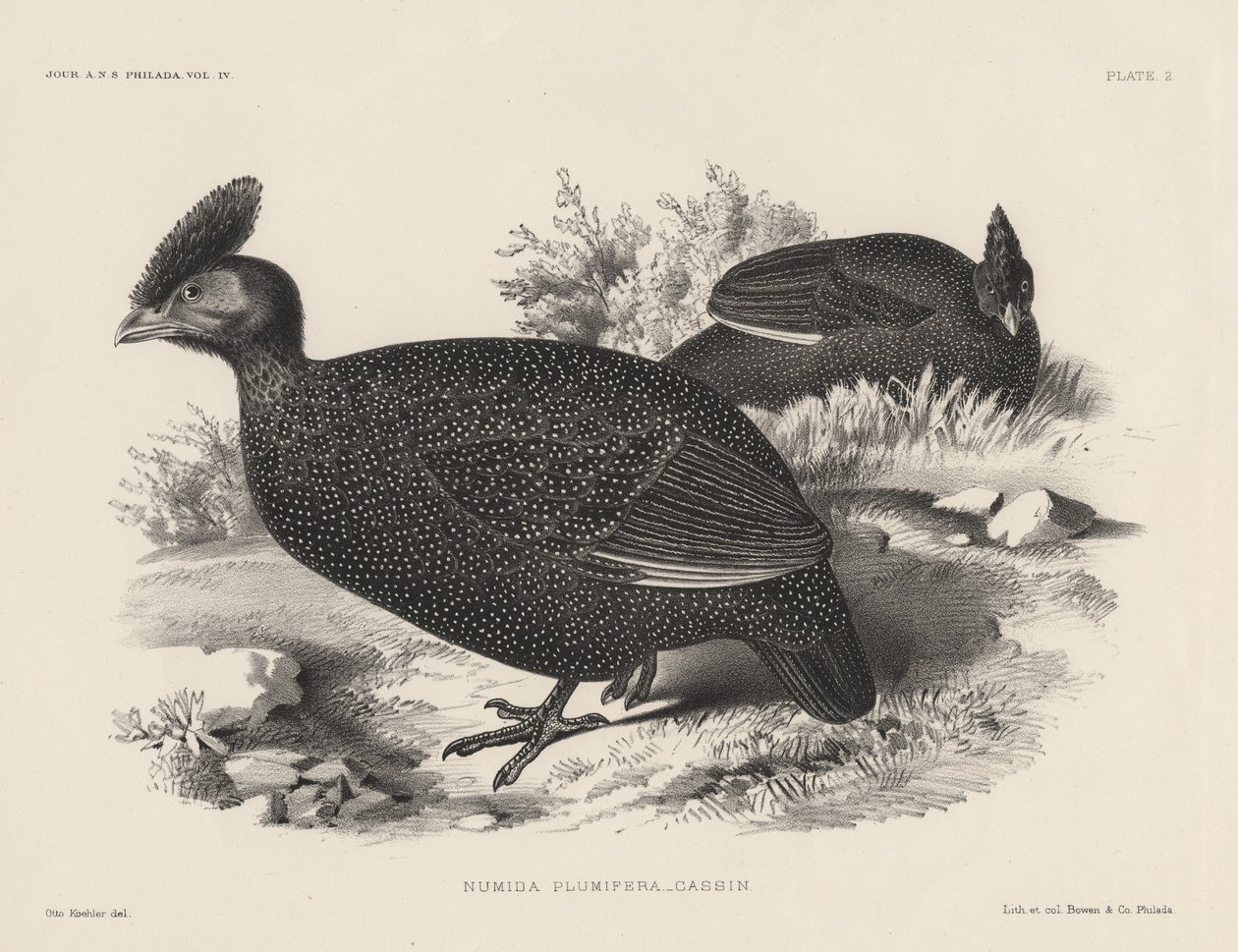 Numida Plumifera, litho, Bowen und Co., 1850 alkotó: Otto Koehler