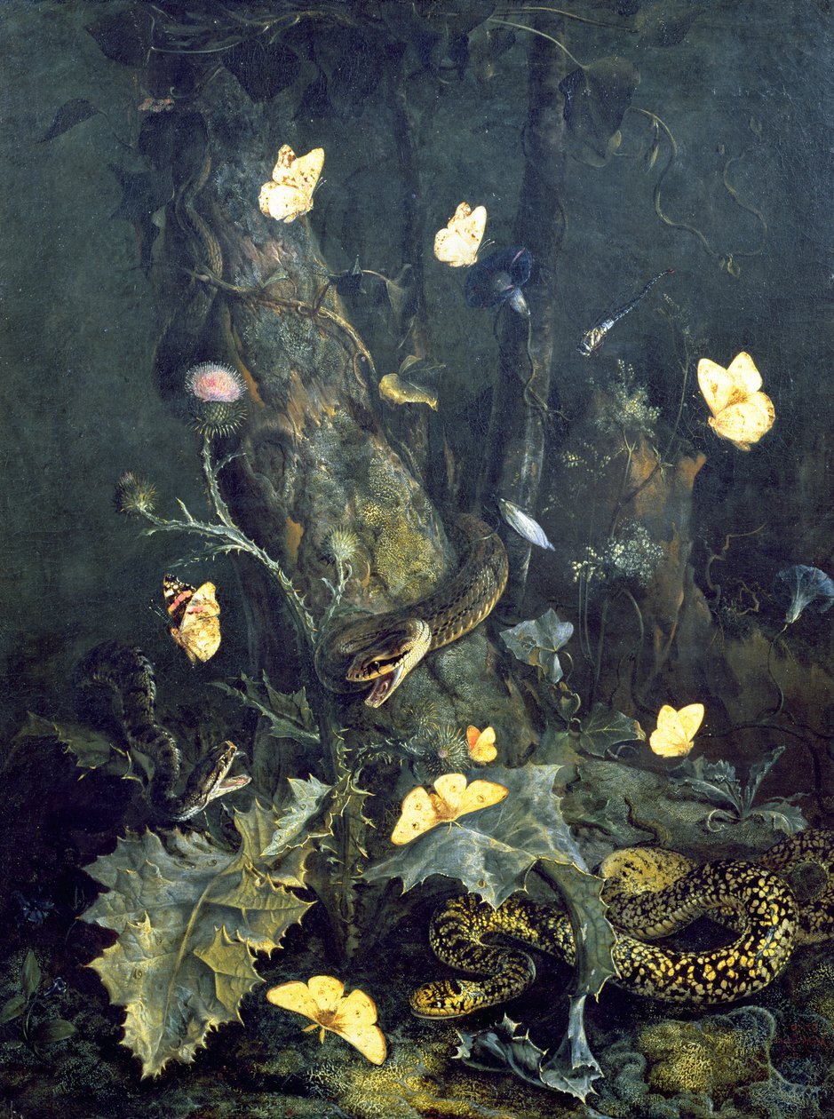 Kígyók és pillangók, 1670 alkotó: Otto Marseus  van Schrieck