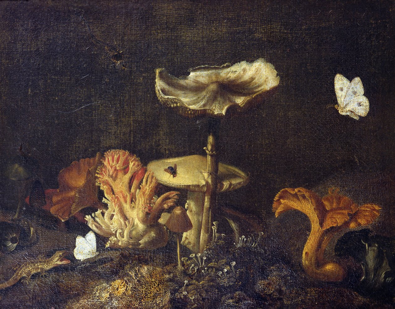 Csendélet gombákkal és pillangókkal alkotó: Otto Marseus  van Schrieck