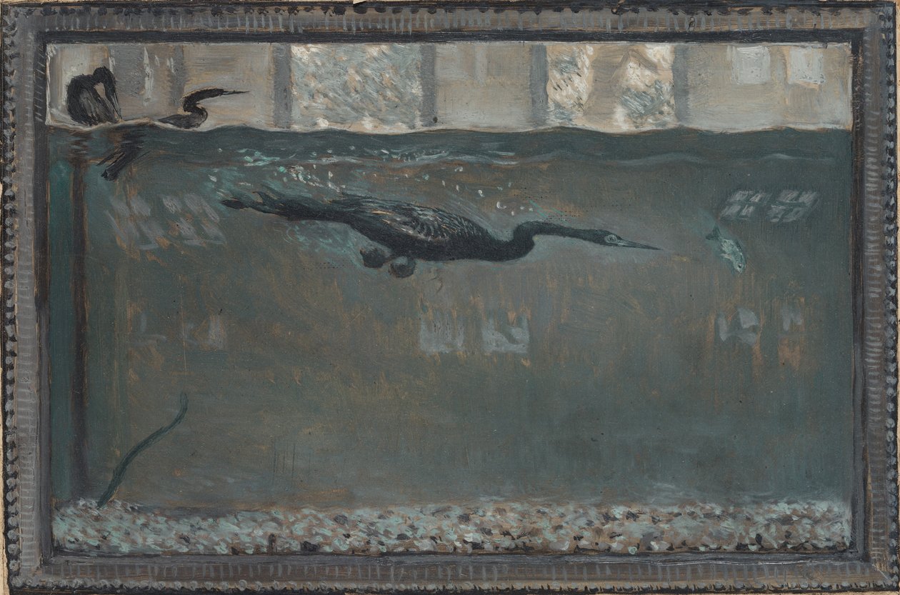 Búvárkormorán, 1900. alkotó: Otto H. Bacher