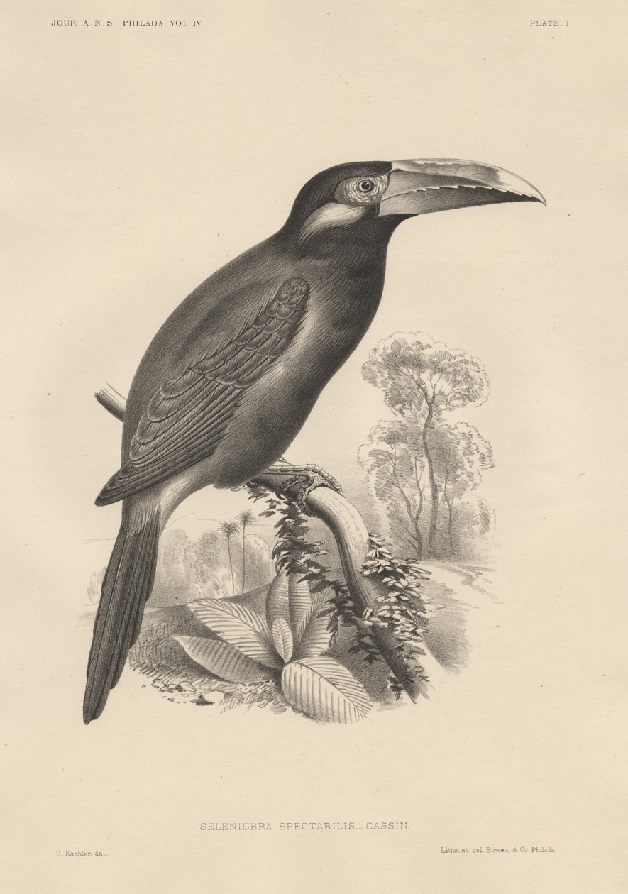Selenidera Spectabilis, litho by Bowen und Co., 1850 alkotó: Otto Koehler