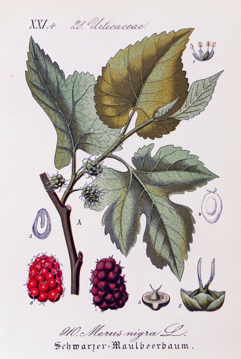 Fekete eperfa (Morus nigra) levelei és termései, Otto Wilhelm Thome (1840-1925) alkotásai a Flora von Deutschland, Österreich und der Schweiz (Németország, Ausztria és Svájc növényvilága) alkotásai alkotó: Otto Wilhelm Thome
