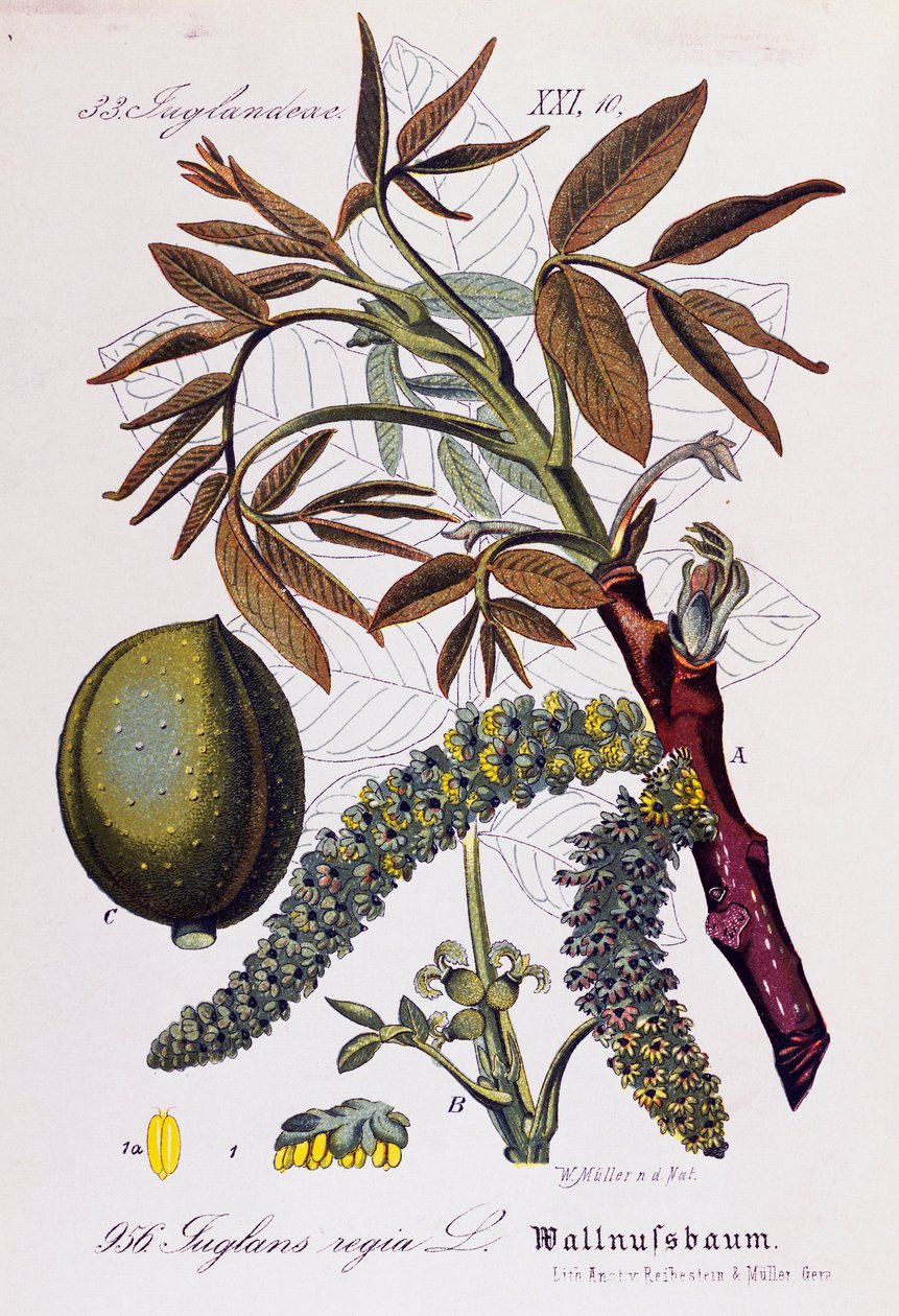 A perzsa dió vagy az angol dió (Juglans regia) levelei, gyümölcsei és virágai, Otto Wilhelm Thome (1840-1925) alkotása, a Flora von Deutschland, Osterreich und der Schweiz (Németország, Ausztria és Svájc növényvilága) alkotó: Otto Wilhelm Thome