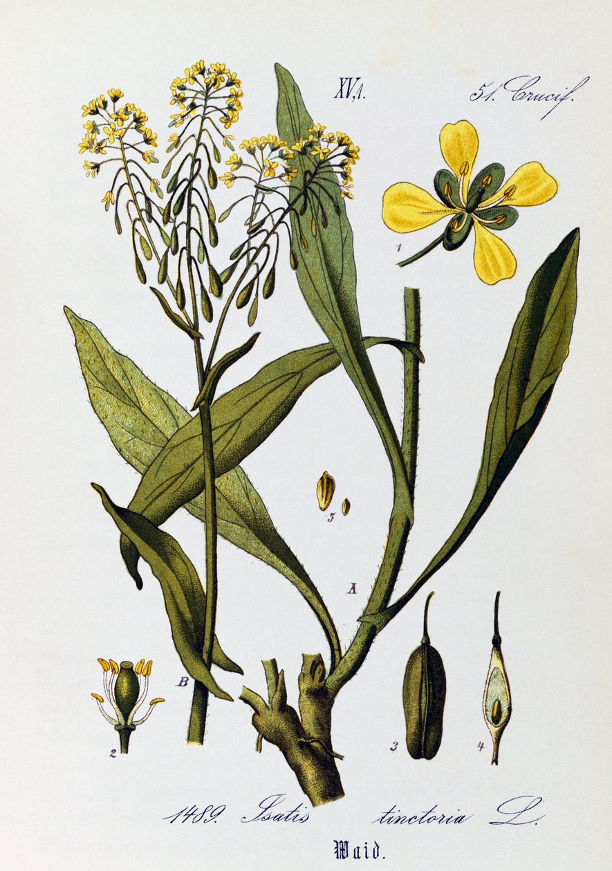 Woad vagy Glastum (Isatis tinctoria) levelei, gyümölcsei és virágai, Otto Wilhelm Thome (1840-1925) alkotásai a Flora von Deutschland, Osterreich und der Schweiz (Németország, Ausztria és Svájc növényvilága) alkotásai alkotó: Otto Wilhelm Thome
