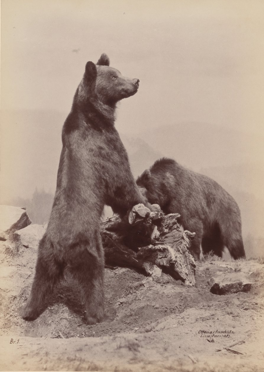 [Két medve], 1889. alkotó: Ottomar Anschütz