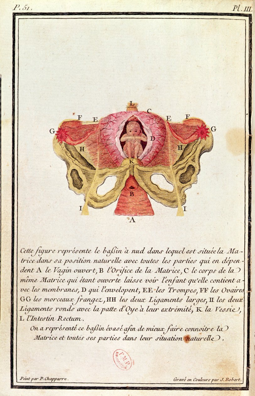 A méh keresztmetszeti ábrája Madame Angelique Le Boursier du Coudray (1714-94) könyvéből, J. Robert metszete, 1783. alkotó: P. Chapparre