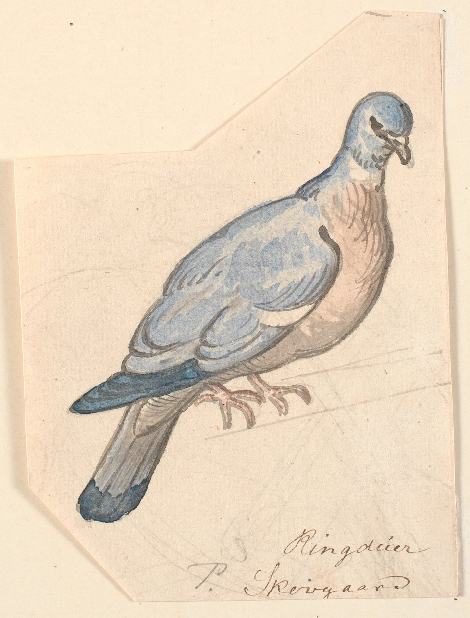 Egy gyűrűs galamb. alkotó: P.C. Skovgaard