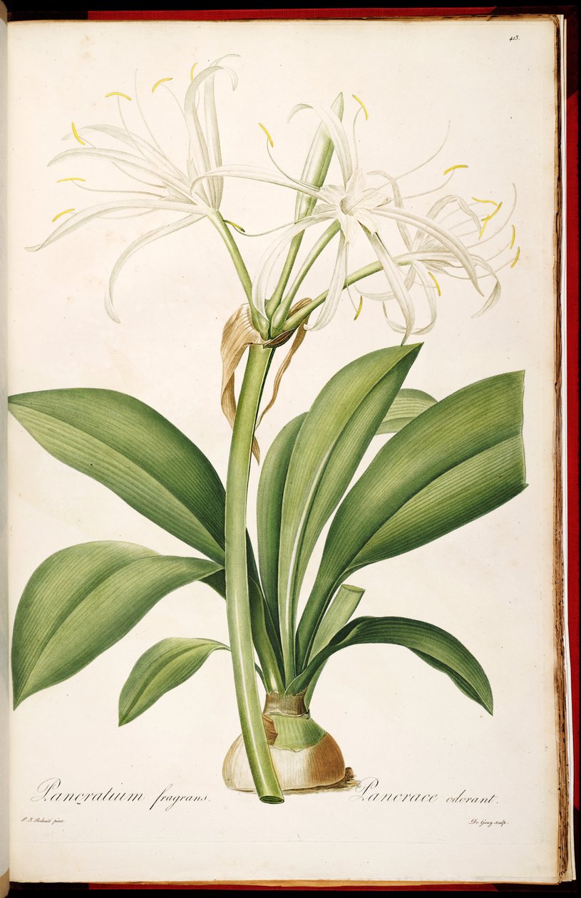 Hymenocallis fragrans alkotó: Pierre Joseph Redouté
